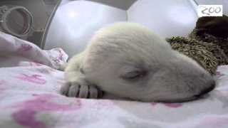 I'll Do Anything for This Baby Polar Bear